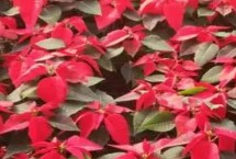 一品红盆栽的浇水方式，寓意新生的美好