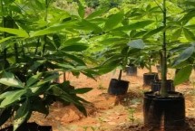 发财树怎么过冬，种植起来是比较简单