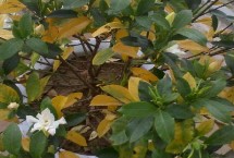 栀子花叶子发黄的原因，可能是水分不当或光照不当等