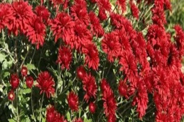 红菊花适合搭配什么花卉，寓意喜庆吉祥、热情似火等