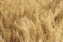 新世纪999小麦栽培技术要点，每亩18－20万基本苗