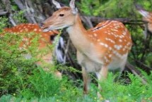 梅花鹿的品种介绍，主要生活在森林的边缘和山地草原地