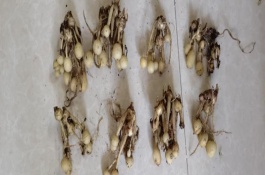 姜荷花冬季枯萎能否重新长出，埋入土壤中要浇透水