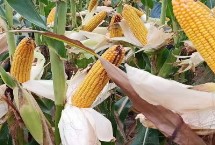 怎么预防玉米苞叶短，水分和天气都是关键因素