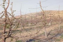 如何预防大樱桃花期霜冻，需加强肥水管理