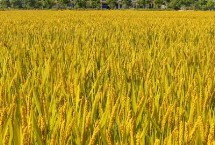 鲁丰麦1512小麦栽培技术要点，高抗条锈病