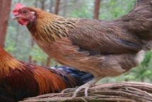 茶花鸡分布地区，茶花鸡具有褐色羽干纹