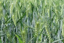 临旱9号小麦栽培技术要点，每亩适宜播量12－15千克