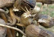 花生烂果的原因，虫蛀、鼠害、干旱和涝害等均会导致