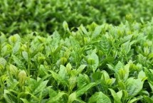 茶叶的产地，不同产区产的茶叶不同
