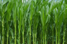 吉德89玉米栽培技术要点，中抗弯孢菌叶斑病