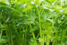 芹菜用肥禁忌，发芽需要较多的水分及光照