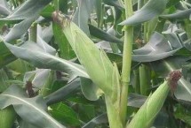 傣玉甜1号玉米栽培技术要点，在中上等肥力地块种植