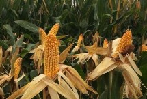 强盛212玉米栽培技术要点，中抗大斑病