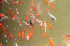 金鱼苗养多久才会变色，可以以动物或植物为食