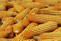 932HA玉米栽培技术要点，密度4000－4500株/亩