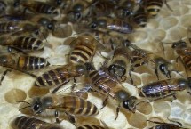 蜜蜂造出王台后过多久出现新蜂王，前提条件是有强烈的分蜂意念