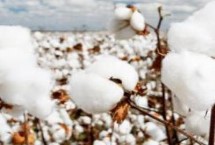 国欣棉30棉花栽培技术要点，一般年份二代棉铃虫不需防治