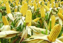 金凯10号玉米栽培技术要点，高抗禾谷镰孢茎腐病