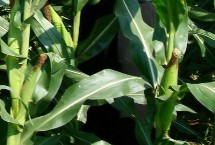 家吉668玉米栽培技术要点，及时防治螟虫和粘虫