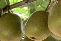 我国大陆地区最贵的水果，包括马蹄、雪莲果、软籽石榴等品种