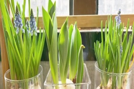 水培风信子的养殖方式，剪除残花枯叶并消毒、将种球放置一段时间再重新栽培