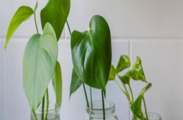 水养绿萝的养护管理，加2-3滴营养液即可