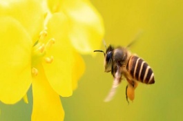 分蜂后蜂群管理方法，可介入新王