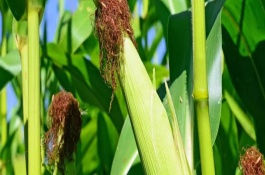 延科358玉米栽培技术要点，播种量为2公斤/亩