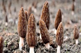 羊肚菌种植气候条件,羊肚菌地膜盖多长时间可以揭掉