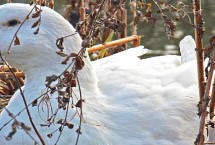 鹅腿断了是否会自愈，可以自愈但无法重新长出