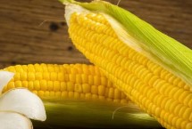 高玉509玉米栽培技术要点，春播平均生育期114.5天