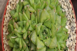 水晶掌的繁殖方式，平时要提供充足的水分