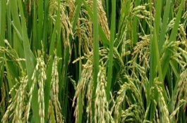 协优728水稻品种基本信息，每亩大田用种量1公斤左右