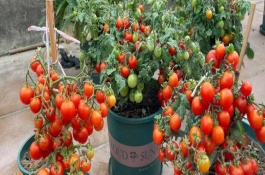 番茄有什么花语，具有勇敢、要有理想等寓意