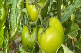 番茄的产地分布，既是水果又是蔬菜