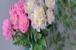 芍药鲜切花的醒花方法，使用细口的容器水养为佳