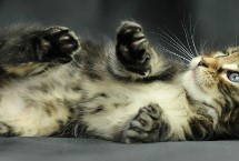 猫咪有痰咳不出来的解决方式，可能是感冒、胃毛球等