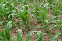 金耕39号玉米栽培技术要点，两年区试平均生育期126天