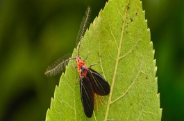 草履蚧最有效的农药，是一种刺吸式口器害虫