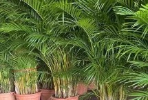 散尾葵的叶片为什么发黄，将病叶清理干净并集中烧毁