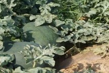 怎样控制西瓜秧旺长，根据分枝数、田间覆盖率灵活掌握