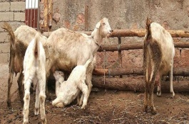 绵羊有哪些品种，不同品种的繁殖能力有区别