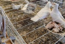 培养鸽子恋巢性的方法，分为群养式和笼养式