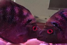 鹦鹉鱼和哪些鱼混养比较美观，麒麟鹦鹉鱼呈黑色