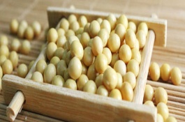 潍豆8号大豆品种简介，属中熟夏大豆品种