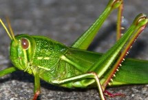 蚂蚱吃什么食物，主要吃植物