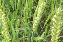 克春22号小麦栽培技术要点，全生育期93.0天