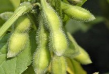 淮豆20大豆栽培技术要点，全生育期105天