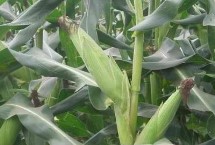 RS378玉米栽培技术要点，中抗茎腐病